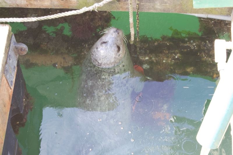 Seal Surfacing Near Dock