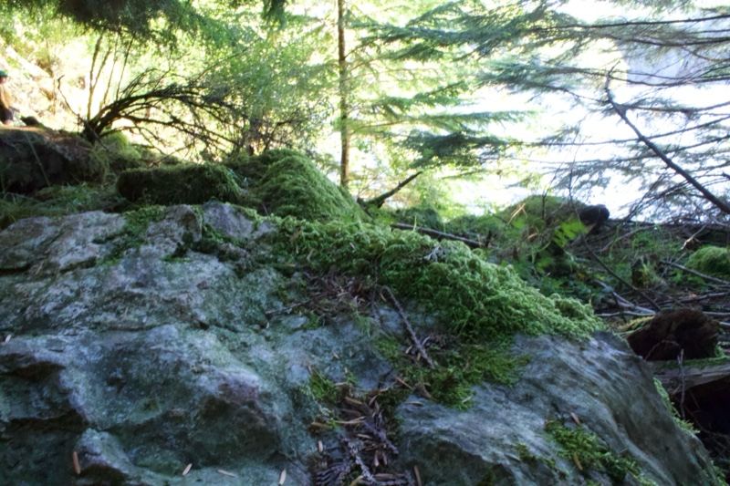 Mossy Rock in Sunlit Forest