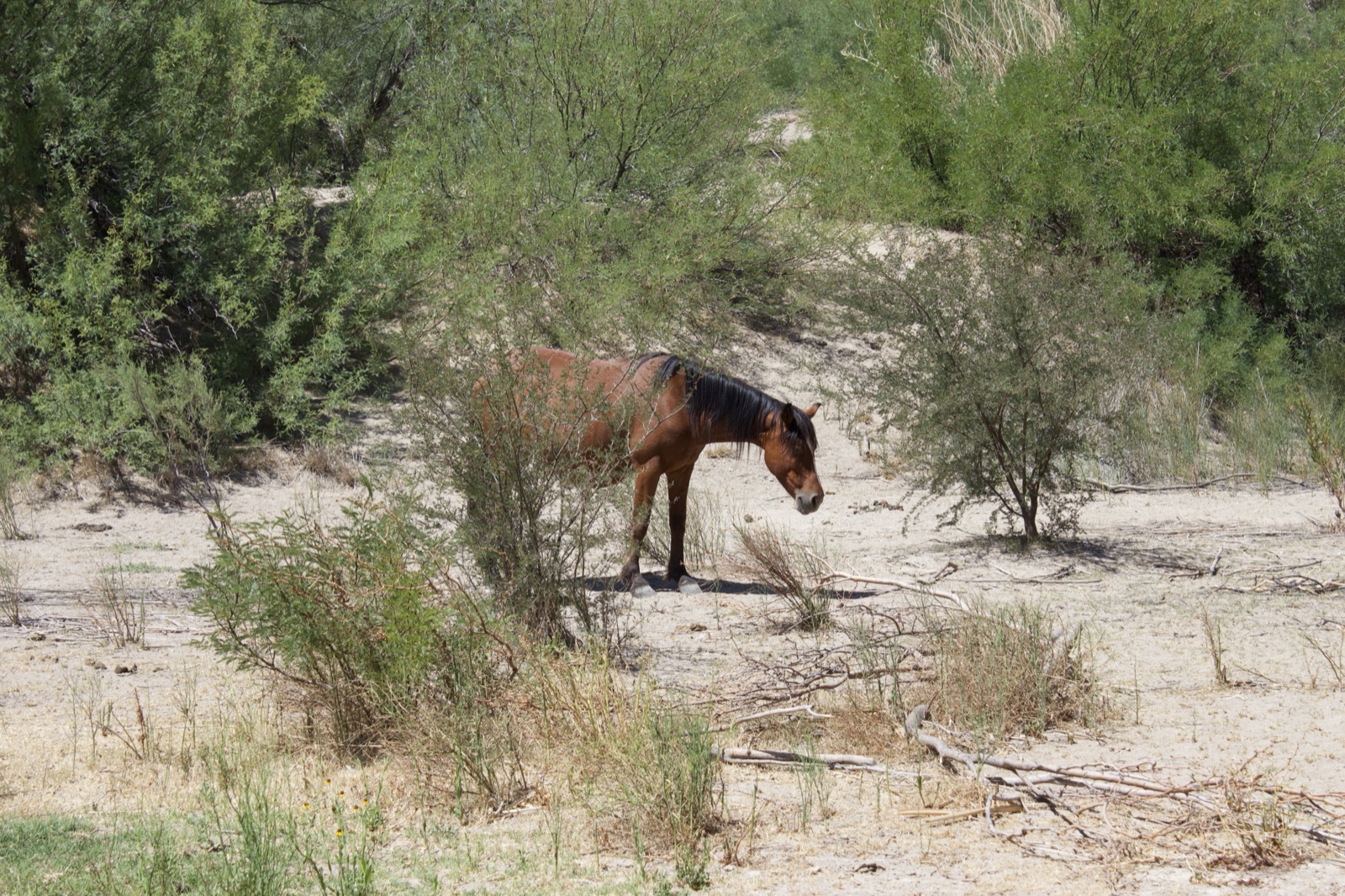 Wild Horse in Arid Desert Scrub