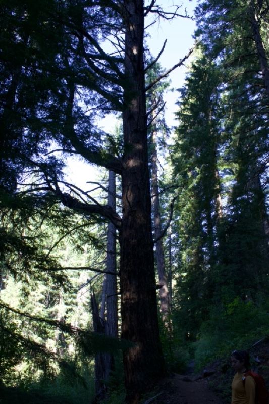 Tall Conifer in Sunlit Forest