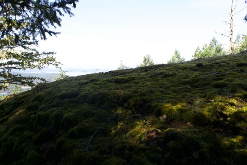 Moss Covered Hillside Under Clear Sky