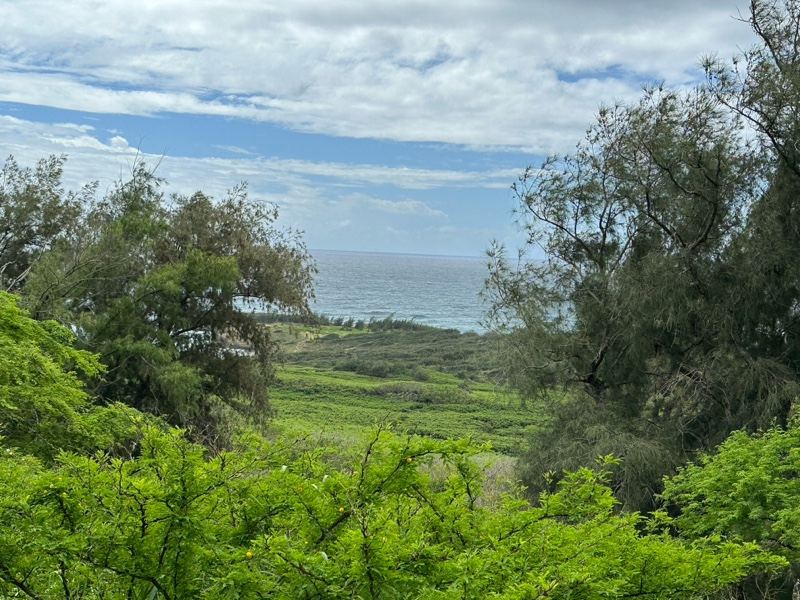 Coastal Valley View Through Trees