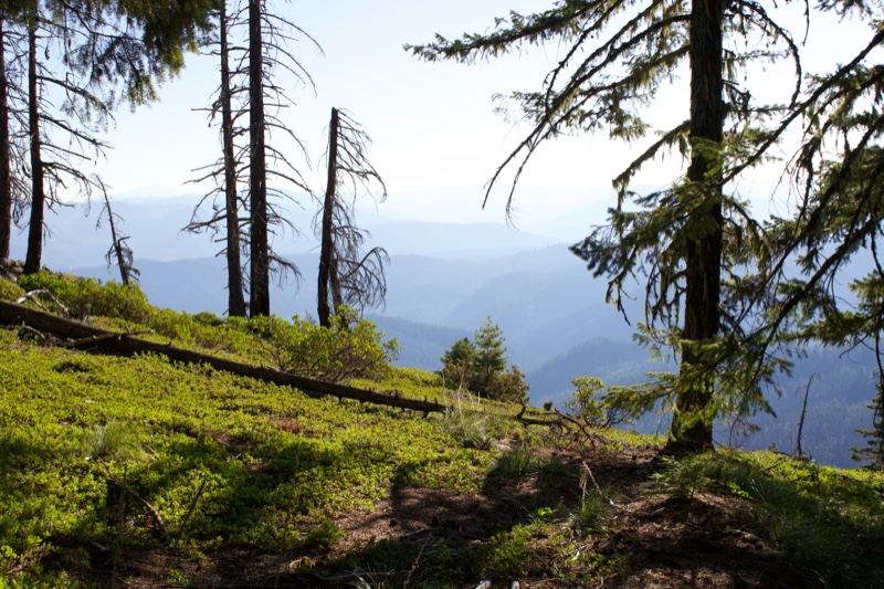 Sunlit Forest Hillside With Distant Mountains