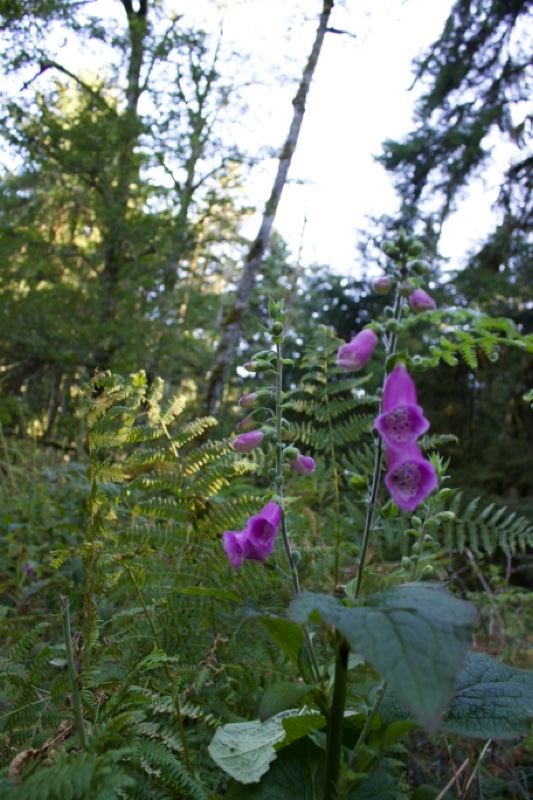 Purple foxglove in forest understory