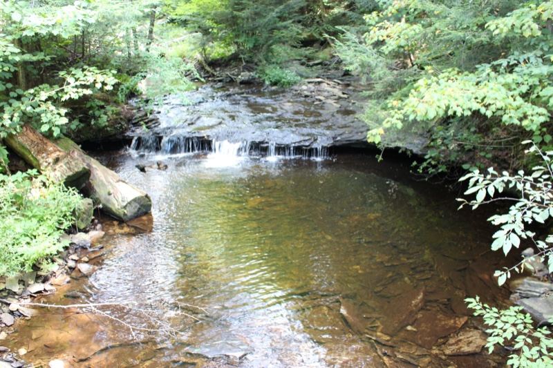 Forest Stream With Small Waterfall