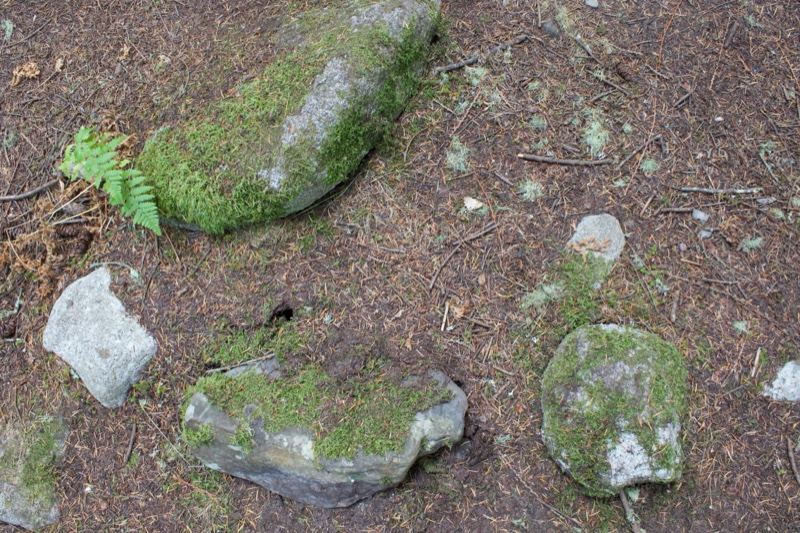 Moss Covered Rocks Forest Floor