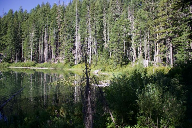 Forest Lake Reflection in Wilderness