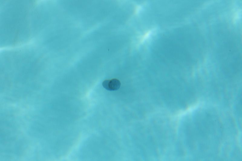 Submerged Object in Clear Pool Water