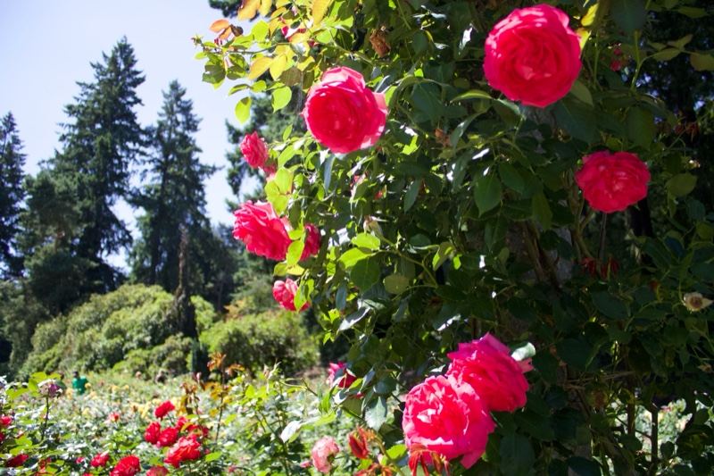 Vibrant Pink Roses in Garden