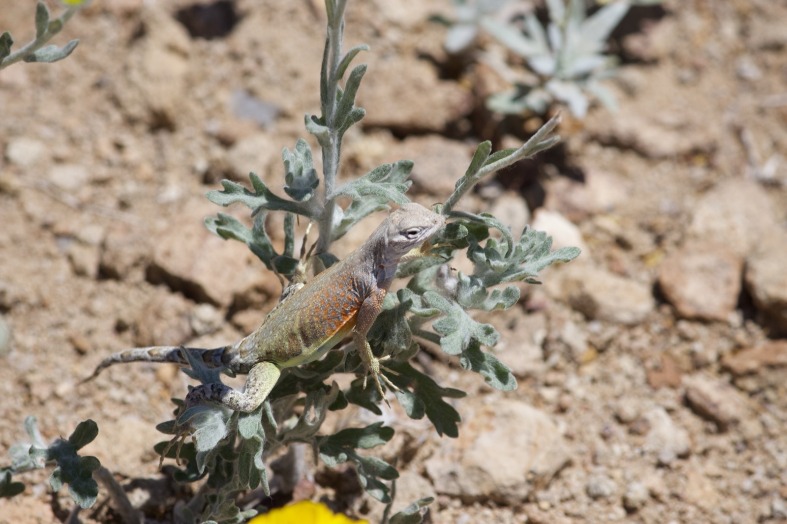 Lizard on desert plant