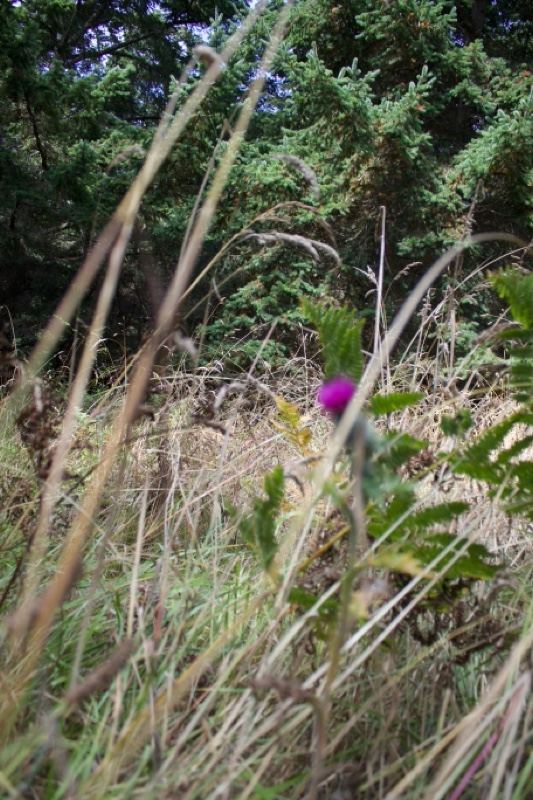 Purple Thistle in Grassy Woodland
