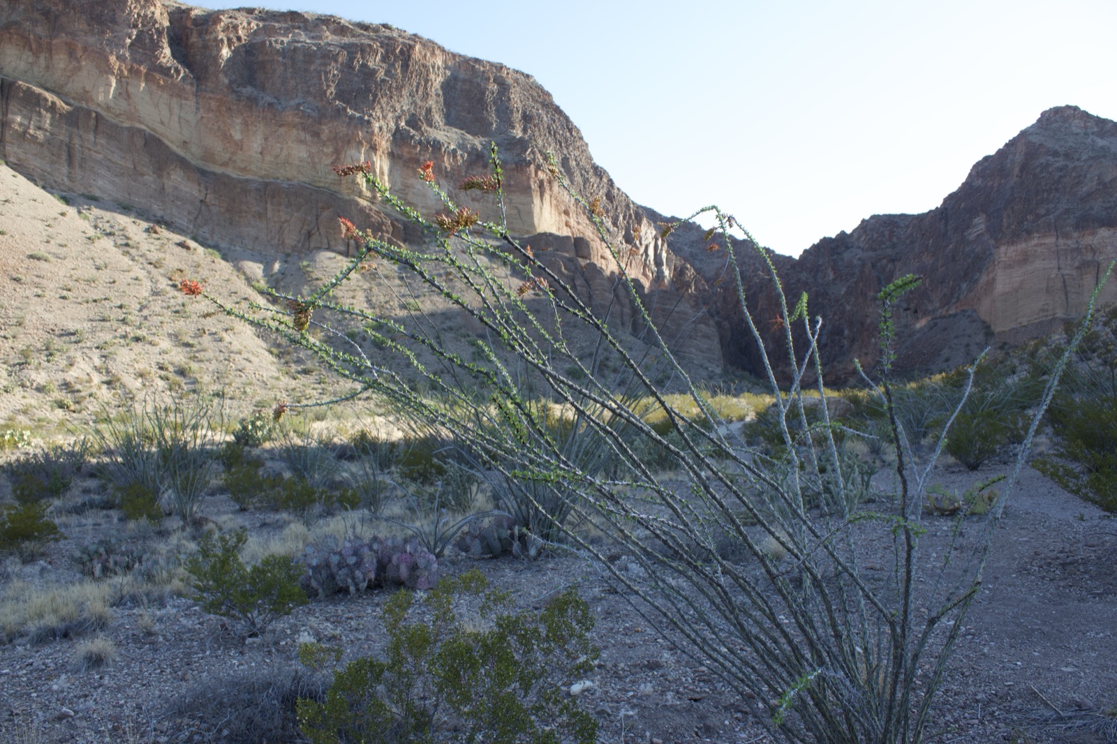 Ocotillo in Desert Canyon