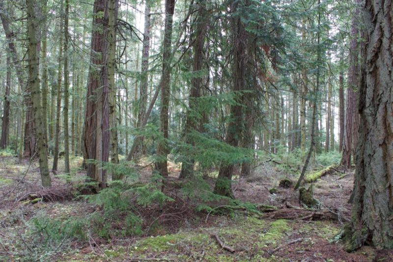 Temperate Coniferous Forest Interior