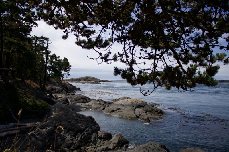 Coastal Rocky Shore with Overhanging Pine
