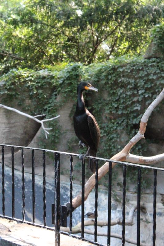 Cormorant Perched In Zoo Enclosure