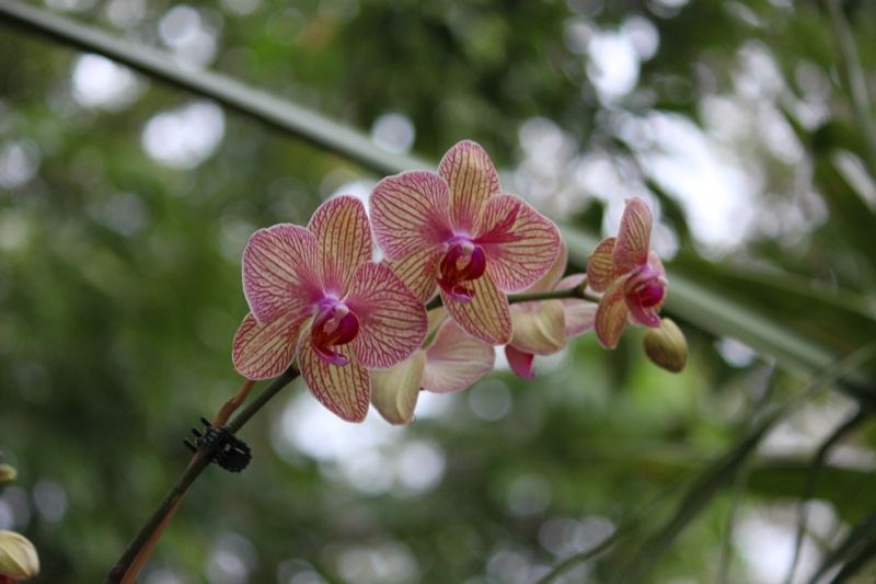 Pink Striped Orchid Blooms Close Up
