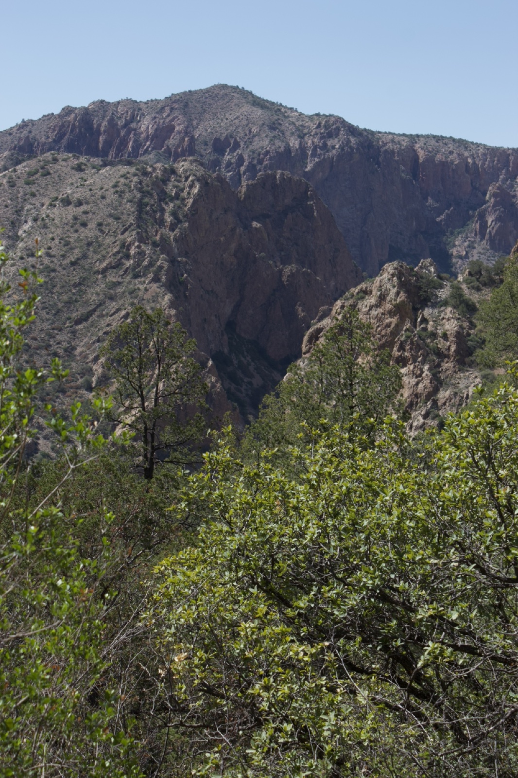 Rugged Mountain Peak with Forest Foreground