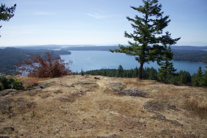 Overlook of Bay with Lone Pine Tree