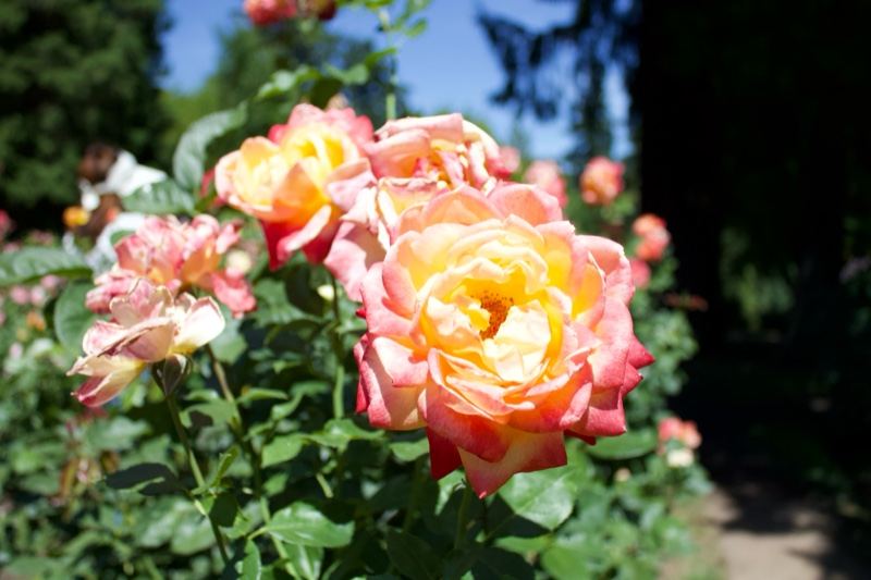 Peach Yellow Roses in Sunlight