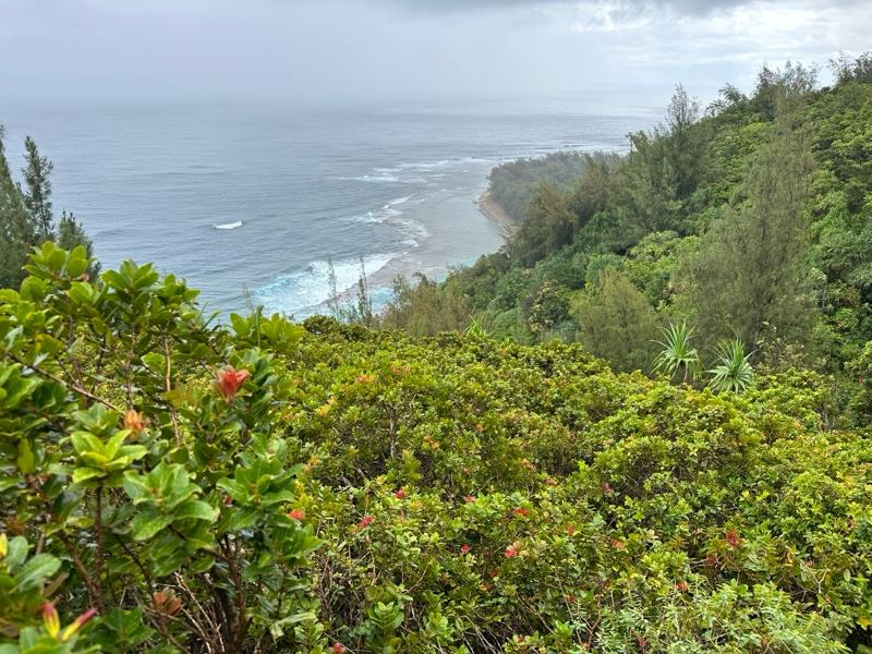 Lush Coastal Overlook Over Ocean