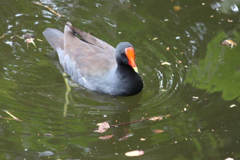 Moorhen Swimming in Murky Pond