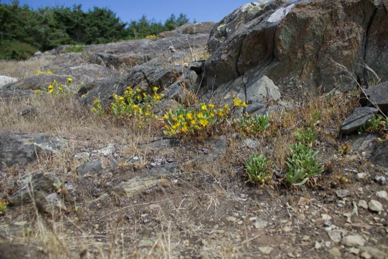 Yellow Wildflowers on Rocky Hillside