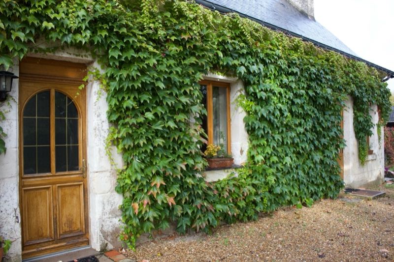 Ivy Covered Stone Cottage Exterior