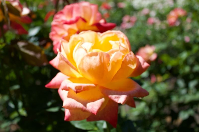 Yellow Orange Roses in Bloom Close Up