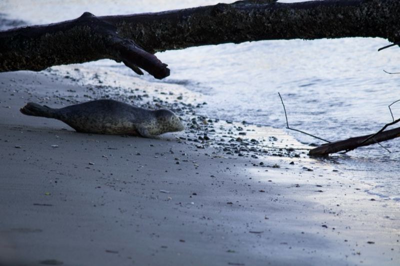 Seal Resting on Beach Under Driftwood
