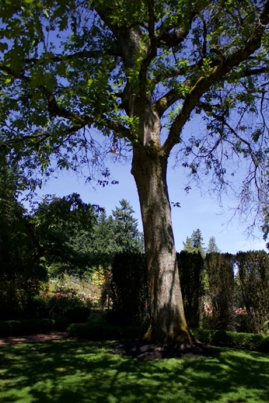 Mature Tree in Sunlit Garden