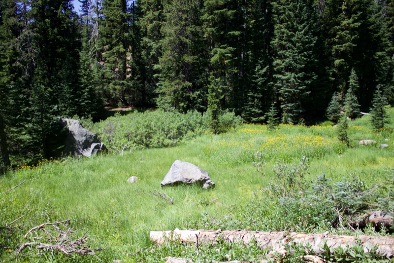 Alpine Meadow With Boulders And Pines