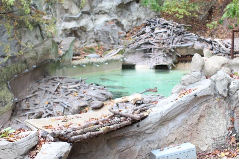 Beaver enclosure with log dams