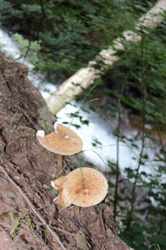 Mushrooms on fallen log in forest