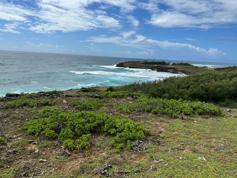 Coastal Ocean View With Green Shrubbery