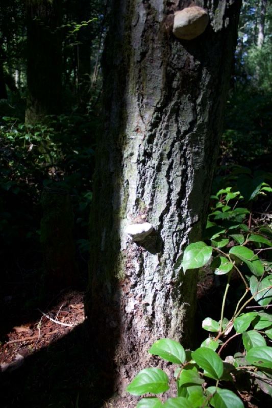 Tree Trunk with Shelf Fungi in Forest