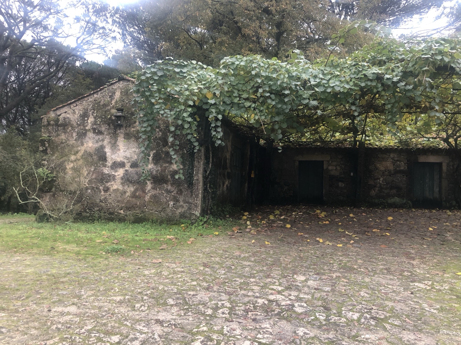 Vine-Covered Stone Ruin Courtyard