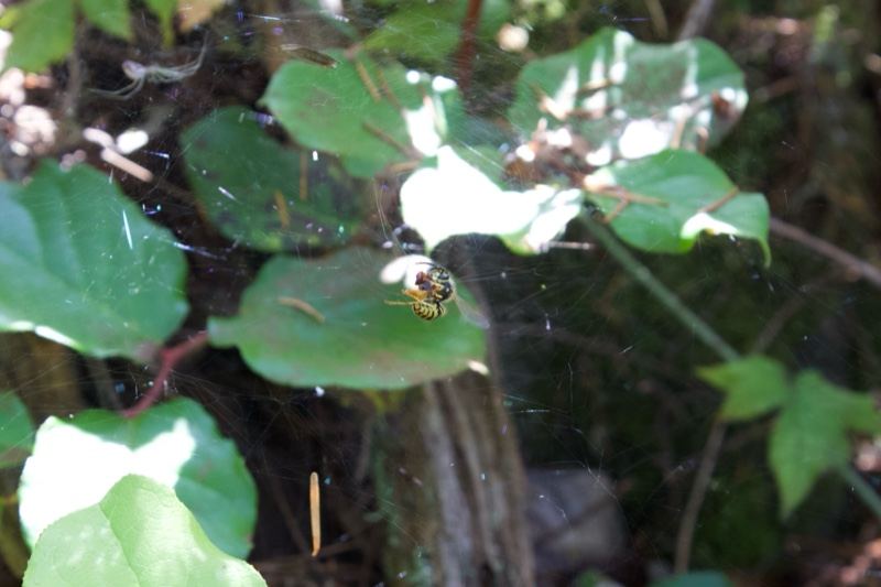 Insect on leaf in spider web