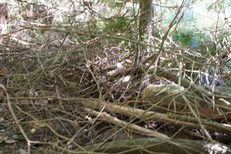 Tangled fallen branches in forest undergrowth