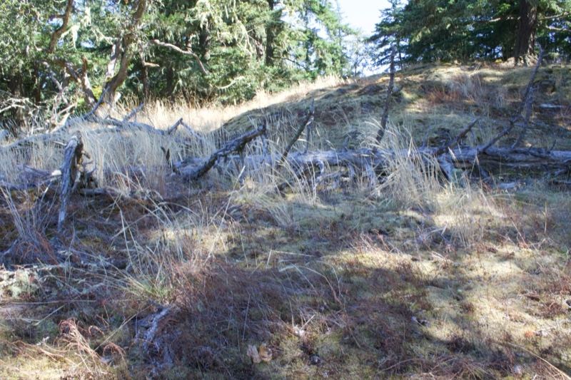 Dry Grassy Hillside With Fallen Logs