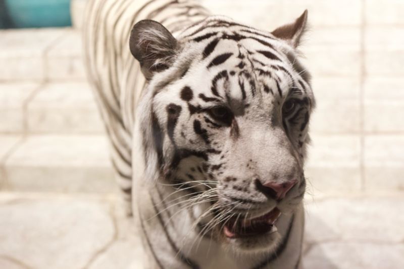 White Tiger Close-Up Walking Forward