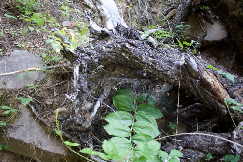 Fallen Tree Root With Green Leaves