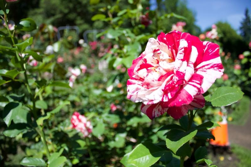 Variegated Pink White Rose Bloom