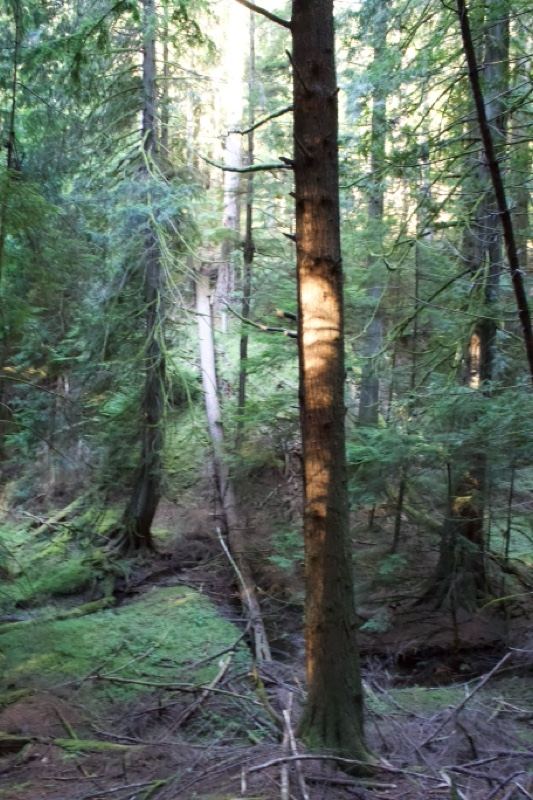 Sunlit Forest Path With Fallen Log