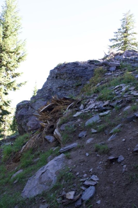 Rocky Hillside With Fallen Tree Debris