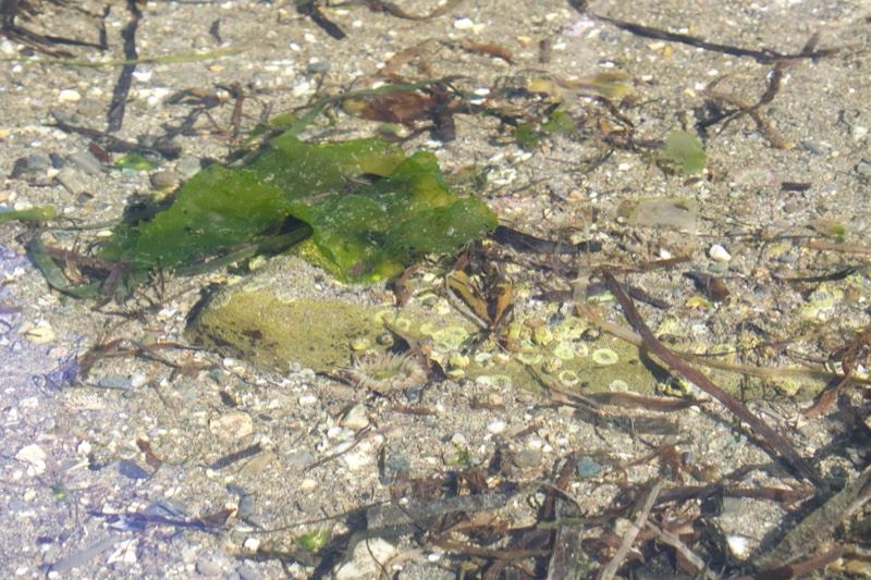 Shallow tidal water with green algae