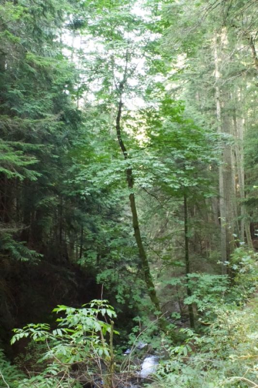 Lush Forest Stream in Sunlight