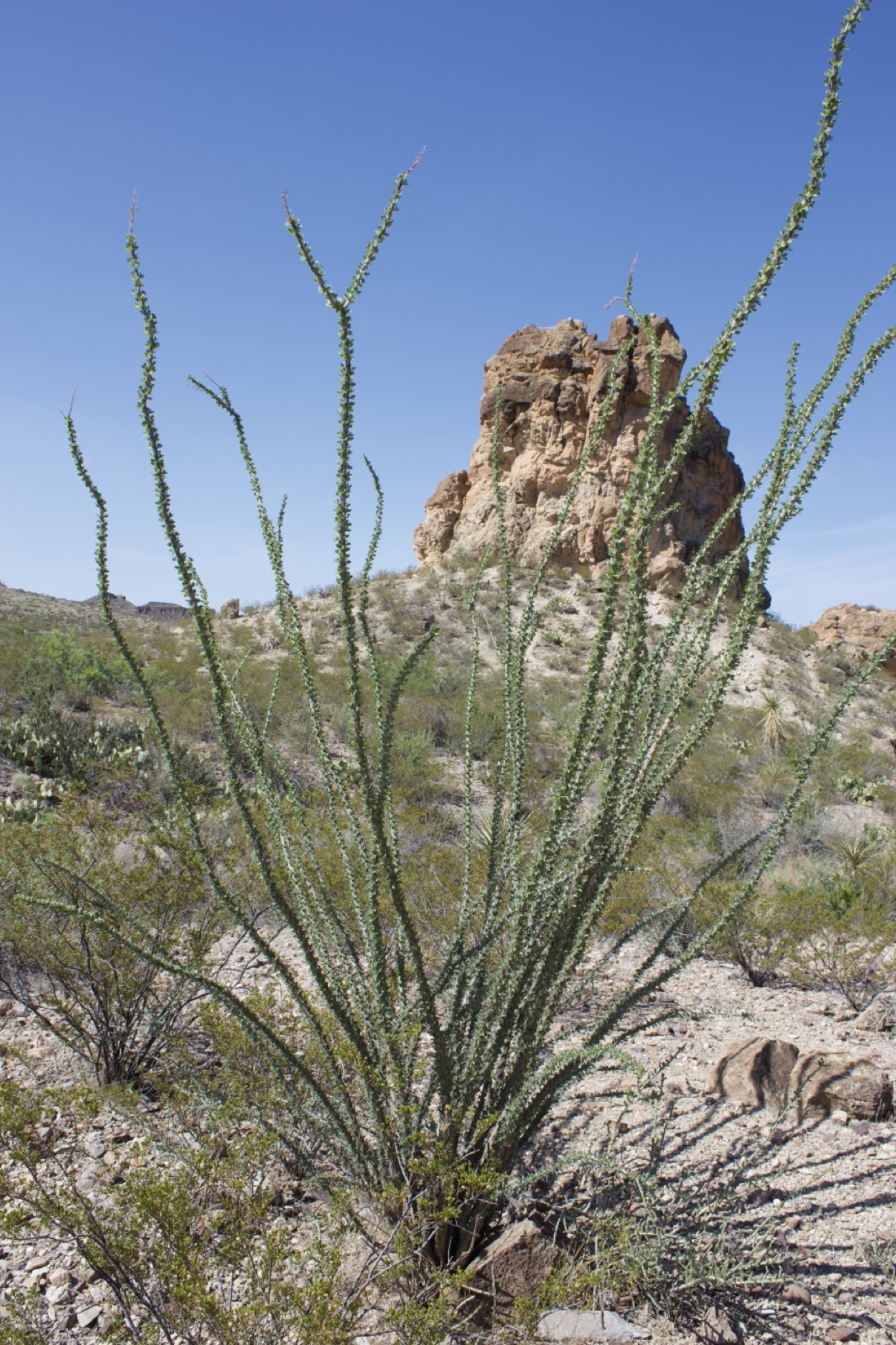 Ocotillo Plant In Desert Landscape