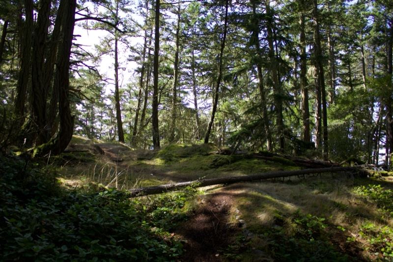 Sunlit Forest Clearing With Tall Trees