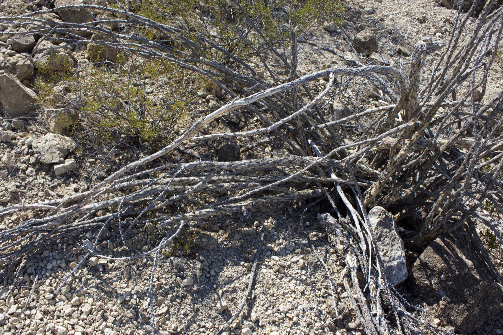 Dead Branches on Desert Gravel