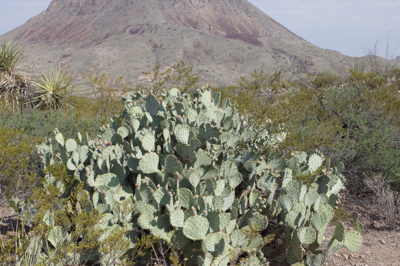 Pale Prickly Pear Cactus Desert Mountain